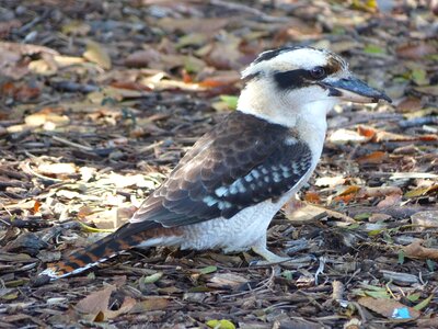 Kookaburra australian native bird bird photo