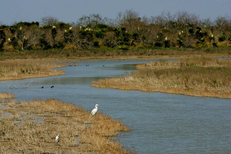 Egret fish great