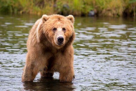 Bear beautiful photo brown