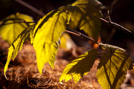 autumn leaves