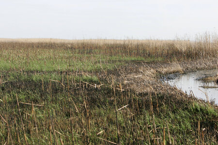 Regrowth area