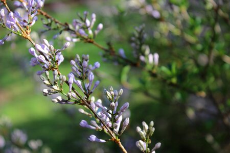 Buds purple lilac flower