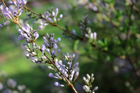 Buds purple lilac flower photo