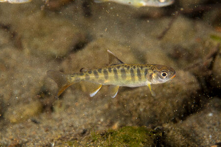 Juvenile Chinook salmon-1