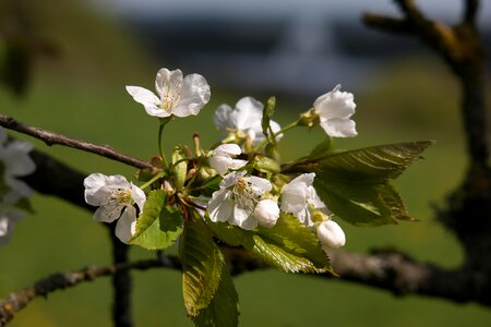 Flowers cherry spring photo