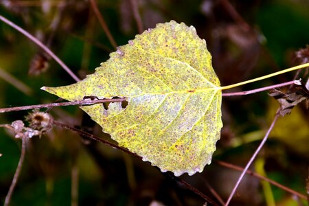 Daylight flora landscape photo