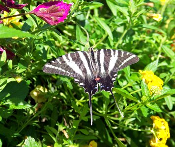 Flying insect sail swallowtail photo