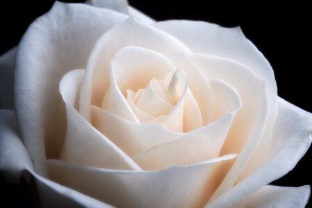 White Rose Close Up photo