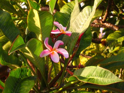 Tropical nature blossom photo