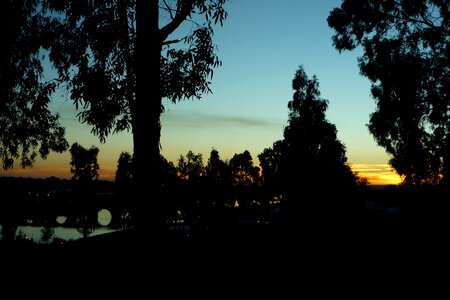 Darkness trees eucalyptus