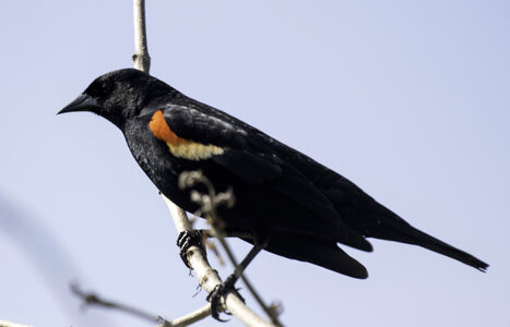Red-Winged Blackbird perched on a branch waiting photo