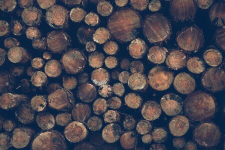 Wooden lumber logging photo