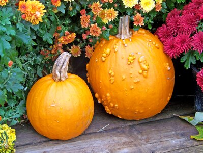 Autumn fall flowers