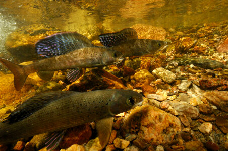 Arctic Grayling-5 photo