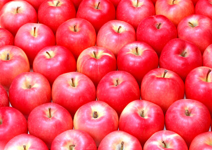 Apples in rows photo