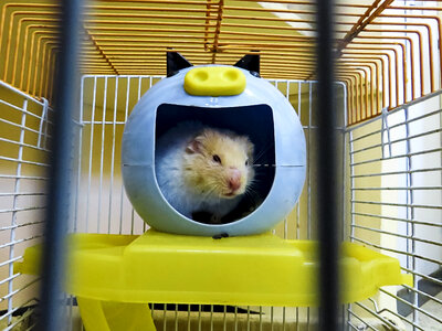 Hamster in hamster ball photo