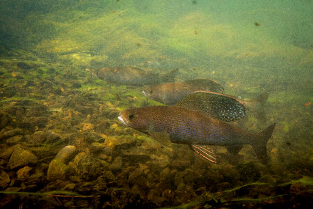 Arctic grayling-1 photo