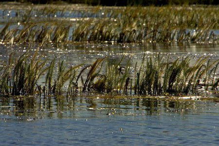 Aquatic plants at Yukon Flats National Wildlife Refuge photo