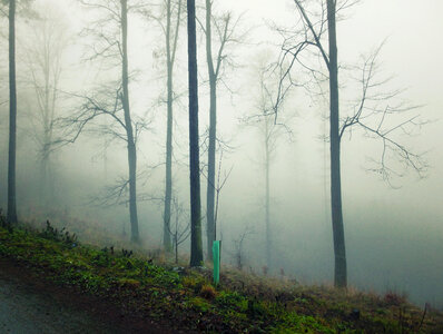 Forest in Fog photo