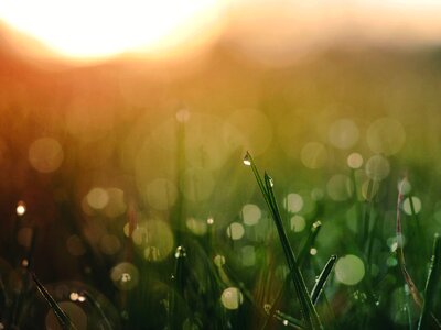 Dew grass nature