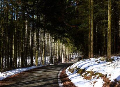 Asphalt forest road photo