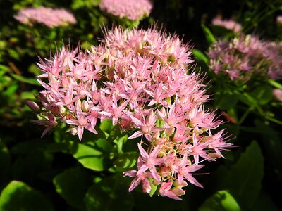 Blossom bloom close up photo