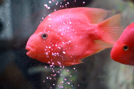 Bright Pink Fish Bubbles photo