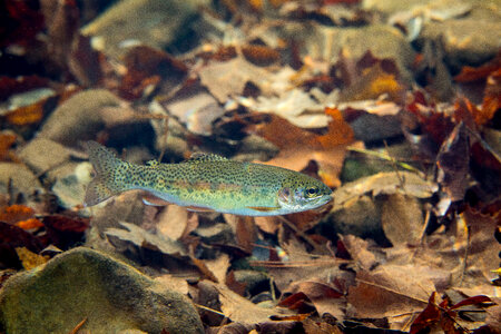 Rainbow Trout-1 photo