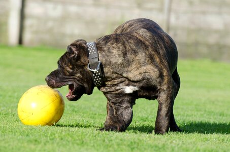 Animal shelter kennels dog pension photo