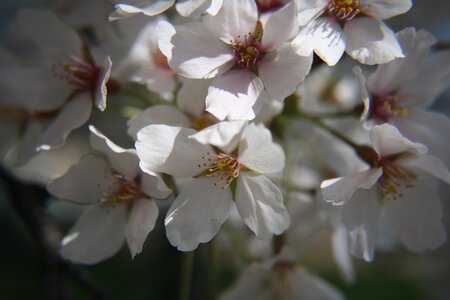 Cherry blossoms washington dc tidal basin photo