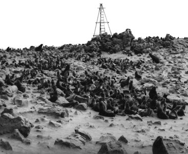 Zapadni rookery of northern fur seals, St. George Island photo