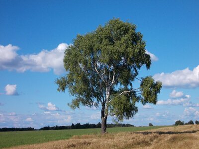 Field,tree and blue sky photo