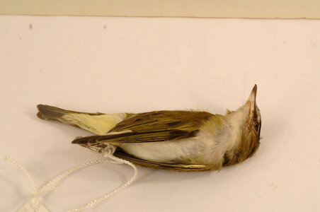 Vireo olivaceus-1