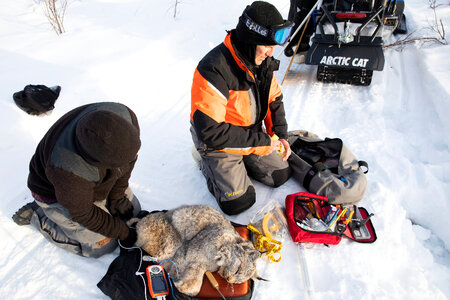 Working on a sedated lynx in the field