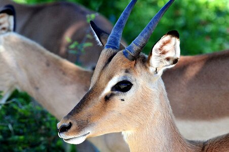 Kruger park fauna animal