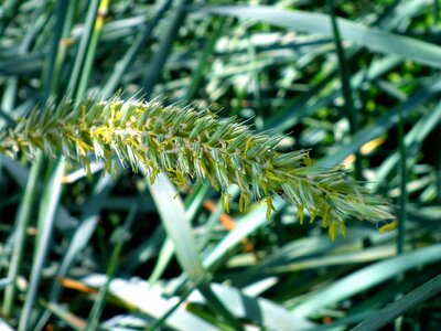 Dark Green flora grass