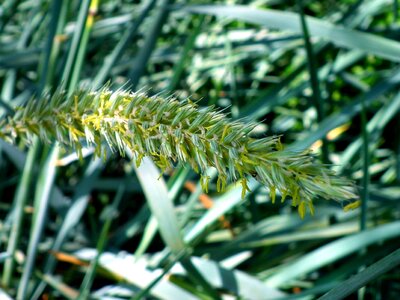 Dark Green flora grass photo