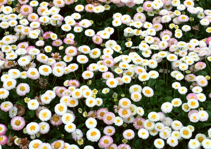 white daisy flowers photo