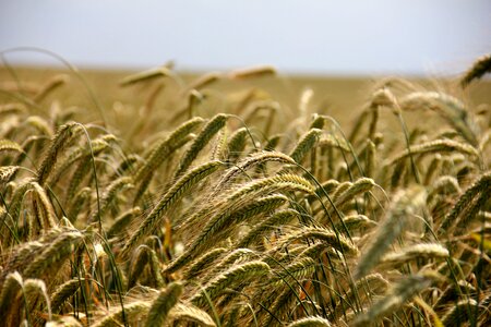 Agriculture rye field arable