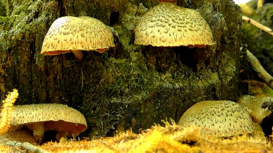 Leaves autumn mushroom photo