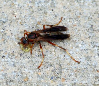 Stinger winged fauna