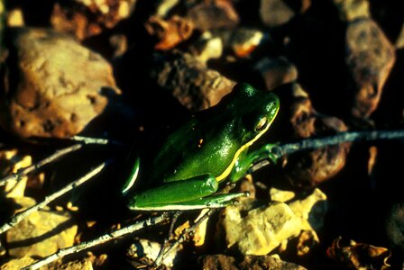Amphibia bottom frog