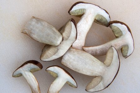Called brown cap mushroom worm eaten