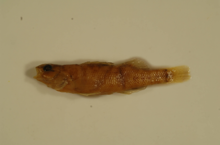 Etheostoma asprigene-1