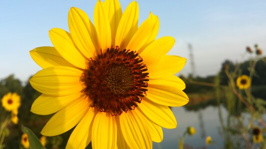 Yellow floral blossom