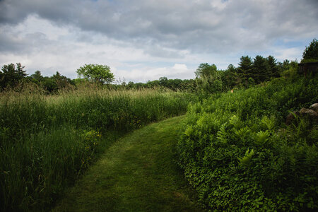 Green Field Path photo