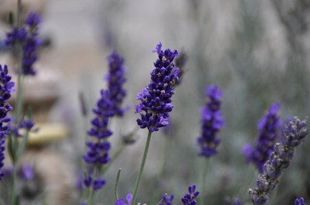 Violet herbs garden