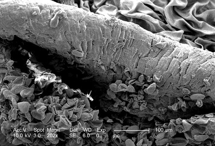 Blue metallic poland