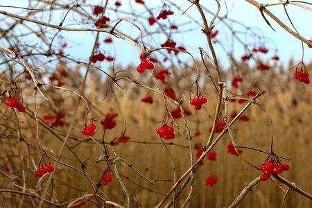 Bush red berry fruits photo