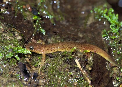 Olympic Salamander salamander 